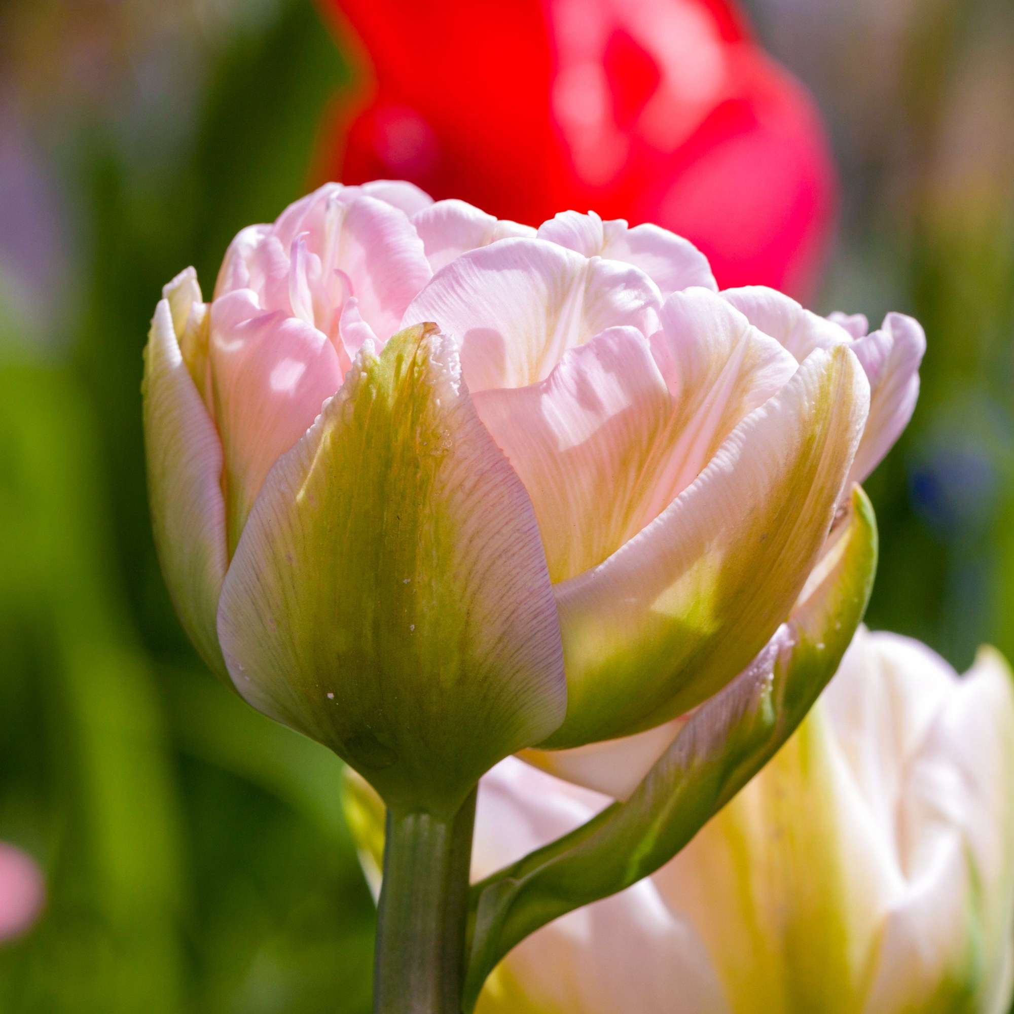 Tulpe 'Finola'